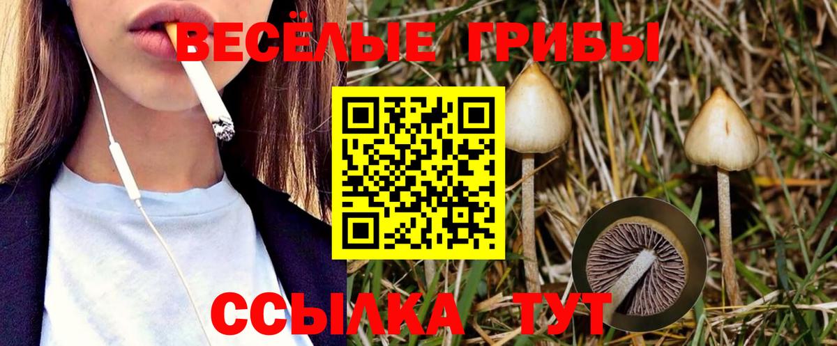 Галлюциногенные грибы Psilocybe  Псилоцибиновые грибы GOLDEN TEACHER  Майкоп  Вход с VPN 